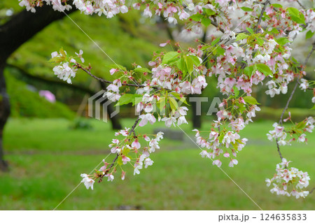 小雨の中、咲き誇る可憐な桜の花