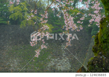小雨の中、咲き誇る可憐な桜の花