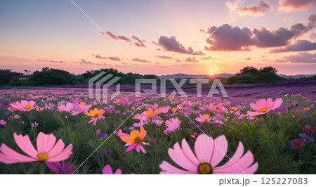 コスモス 夕日 夕陽 秋桜のイラスト素材 - PIXTA