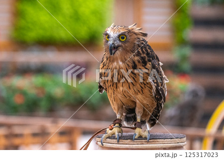 イケメン フクロウ 梟 ミミズクの写真素材 - PIXTA