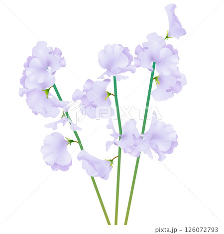 スイートピーのイラスト素材 - PIXTA