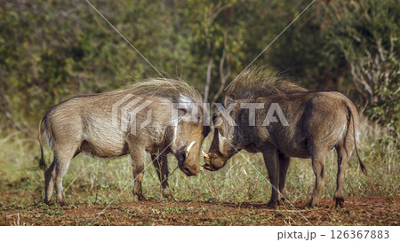 野生 イノシシ 猪 ブタの写真素材 - PIXTA