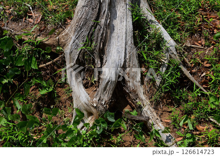 根っこ 根 木 広がるの写真素材 - PIXTA