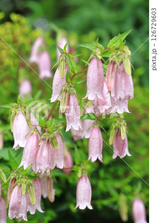 ツリガネソウ 紫色の写真素材 - PIXTA