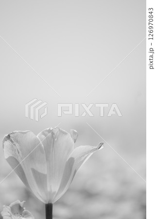 チューリップ 花 植物 モノクロの写真素材 - PIXTA