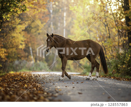 馬のいる景色の写真素材 - PIXTA