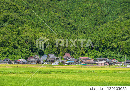 稲 田んぼ 水田 7月の写真素材 - PIXTA