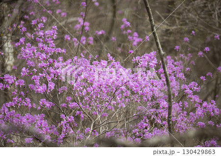 ヤマツツジ 春 山 紫の写真素材 - PIXTA