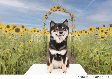 柴犬ひまわりの写真素材 - PIXTA