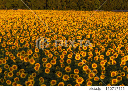 ひまわり畑の画像素材(303,947点以上の高品質な写真・イラスト素材