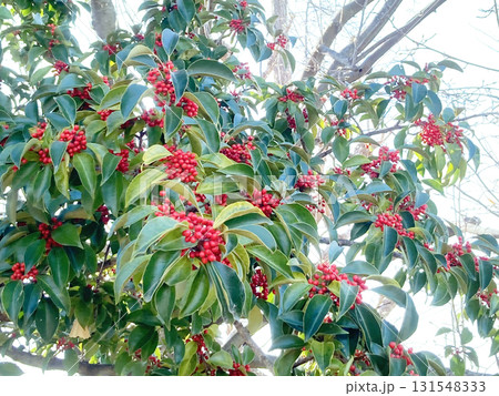クロガネモチ クリスマスリース 赤 クロガネモチの実の写真素材 - PIXTA