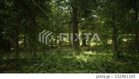 松の木の根の写真素材 - PIXTA
