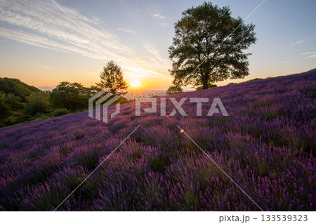 ラベンダー ラベンダー畑 風景 紫の写真素材 - PIXTA