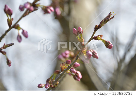 山桜のつぼみ 山桜 蕾 桜の写真素材 - PIXTA