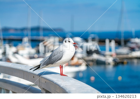 かもめの写真素材(73,911点以上の高品質な写真素材) - PIXTA（ピクスタ）