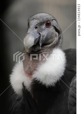 コンドル 鳥 横顔 アンデスコンドルの写真素材 - PIXTA