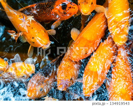 鯉 コイ 魚類 オレンジ色の写真素材 - PIXTA