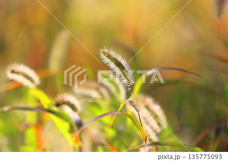 猫じゃらし エノコログサ 草 紅葉の写真素材 - PIXTA