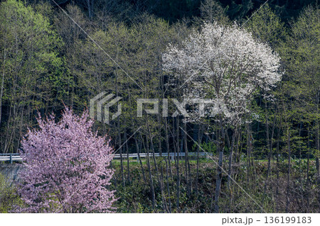 山のコブシの写真素材 - PIXTA
