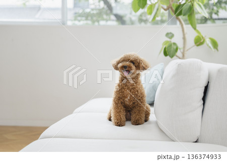 犬 トイプードル 座る おすわりの写真素材 - PIXTA
