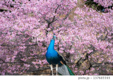 ピンク孔雀の写真素材 - PIXTA
