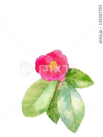 椿 花 イラスト 一輪のイラスト素材 - PIXTA