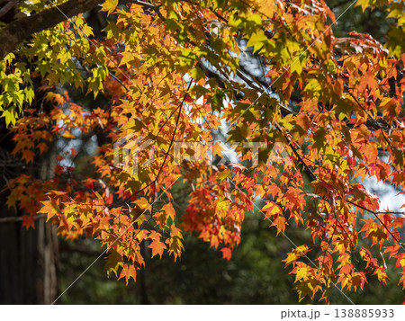 紅葉の写真素材(686,592点以上の高品質な写真素材) - PIXTA（ピクスタ）