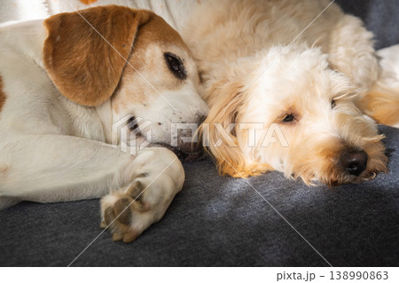 動物 犬 マルチーズ 昼寝の写真素材 - PIXTA