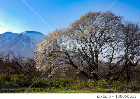 山のコブシの写真素材 - PIXTA
