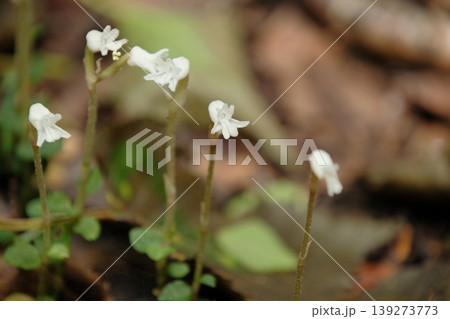 自然 植物 山野草 野生ランの写真素材 - PIXTA