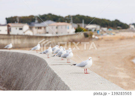 ユリカモメ夏羽の写真素材 - PIXTA