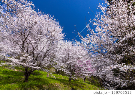 春の小川の写真素材 - PIXTA
