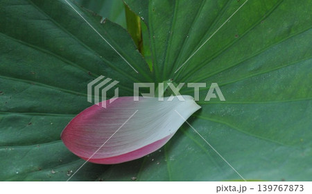 7枚の葉の写真素材 - PIXTA