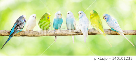 鳥 セキセイインコ 緑色 黄色の写真素材 - PIXTA