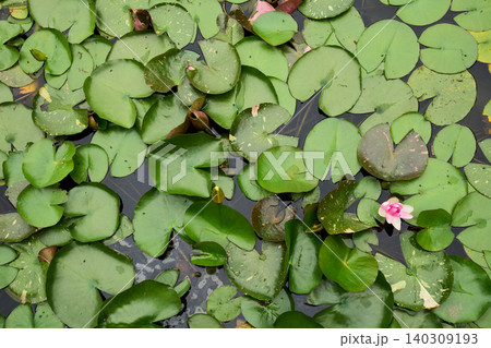 ウォーターリリー 睡蓮の写真素材 - PIXTA