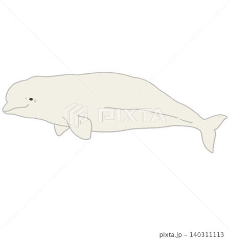 白イルカのイラスト素材 - PIXTA