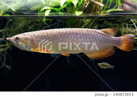 魚 アロワナ 金色 熱帯魚の写真素材 - PIXTA