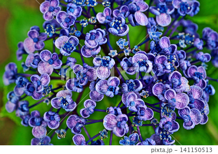 6月に咲く紫色の花の写真素材 - PIXTA