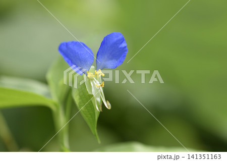 露草の写真素材 - PIXTA