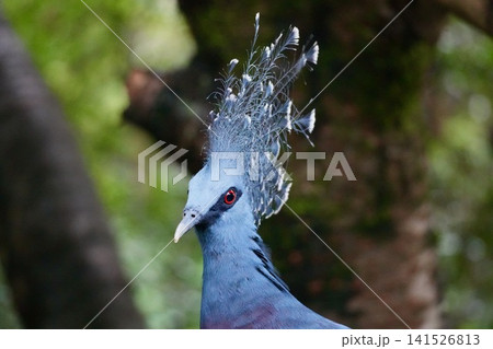 カンムリバト 鳩の写真素材 - PIXTA