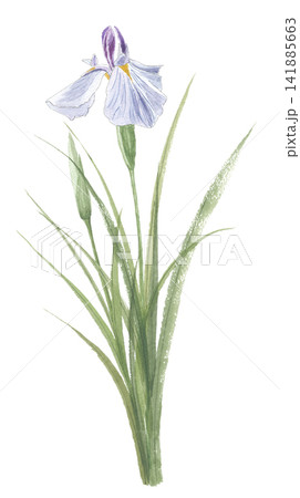 水彩 水彩画 菖蒲 花のイラスト素材 - PIXTA