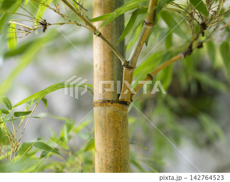 金明竹 竹の写真素材 - PIXTA