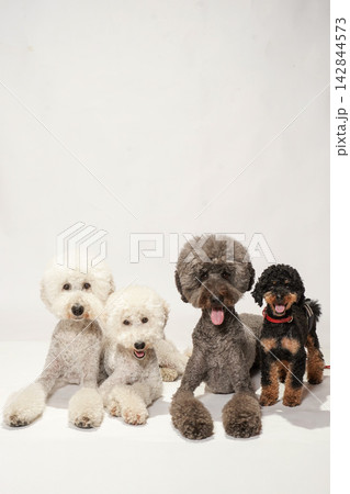犬 トイプードル 座る おすわりの写真素材 - PIXTA
